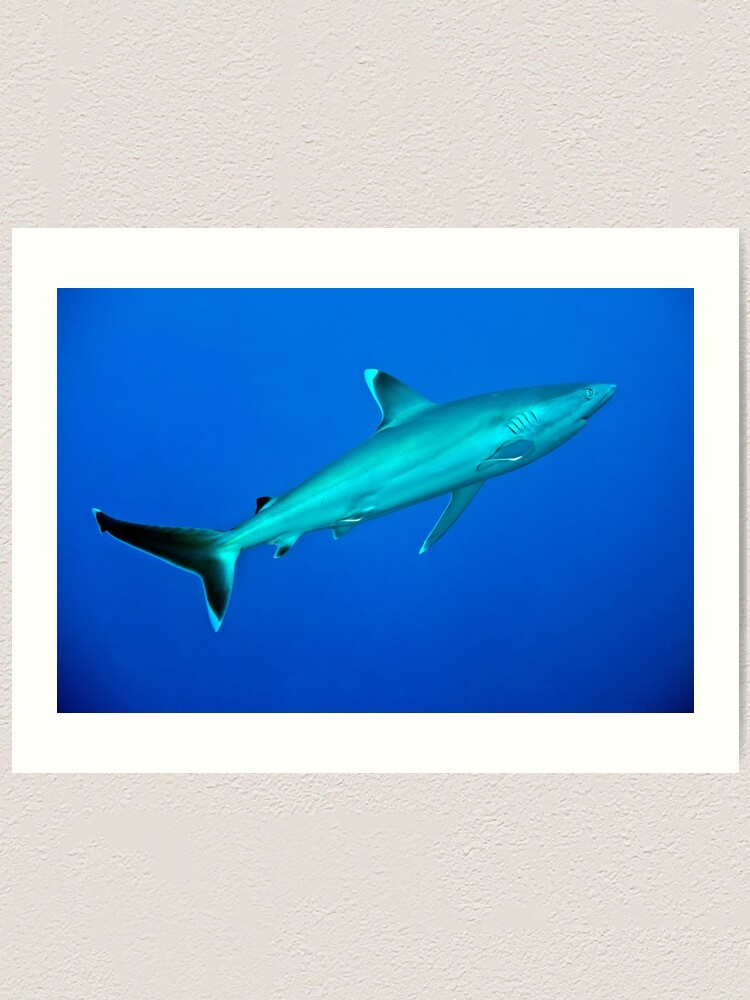Alternate view of Silvertip Art Print