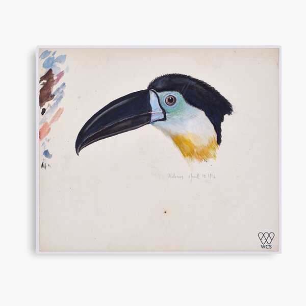 Toucan Canvas Print