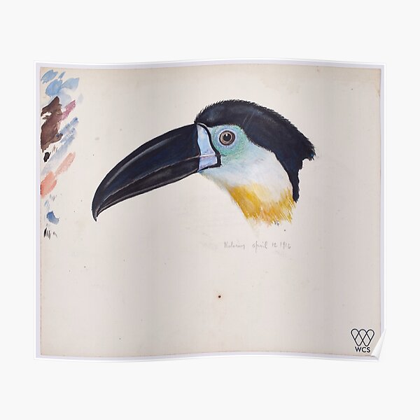 Toucan Poster