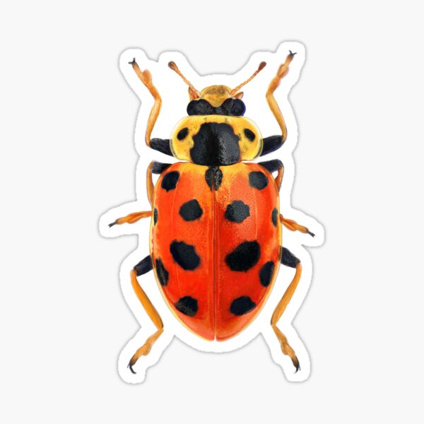 Item preview, Orange Beetle designed and sold by dcrownfield.