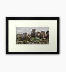 Scottish Otter family Framed Print