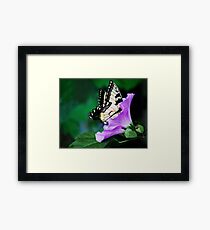 Knee-deep In Nectar... Framed Print