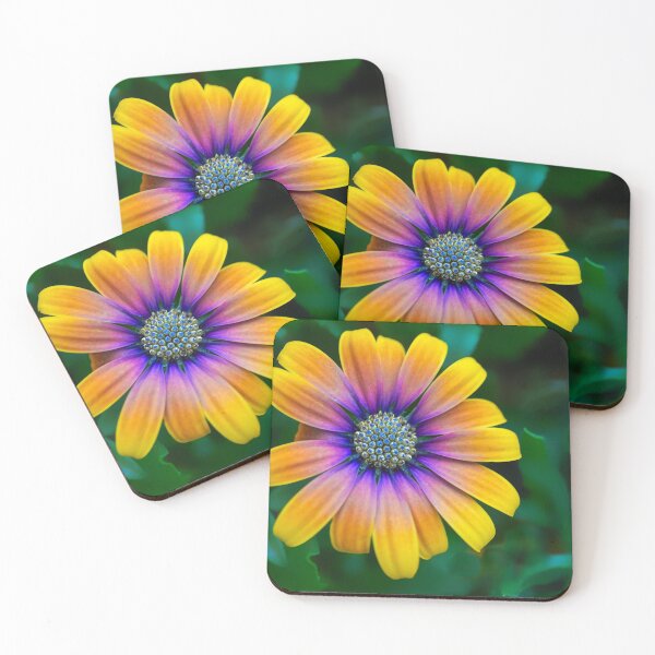 Item preview, Osteospermum Flower designed and sold by Alisonchambers2.
