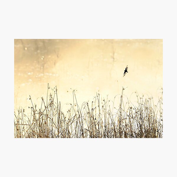 Item preview, Swallow and reeds designed and sold by nadine henley.