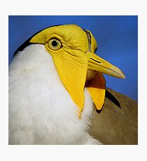 The Beautiful World Of The Flying Wonders ~ Part Three Photographic Print
