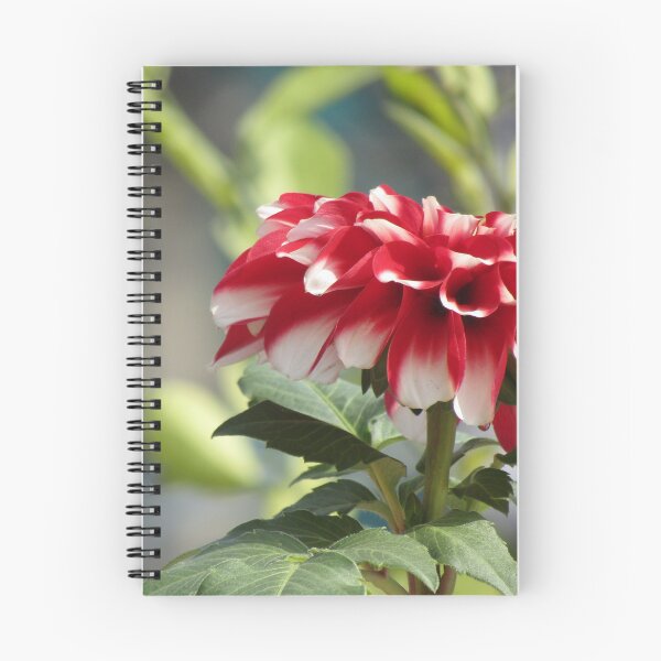 Item preview, Red white Dahlia flower  designed and sold by hellonamrata.