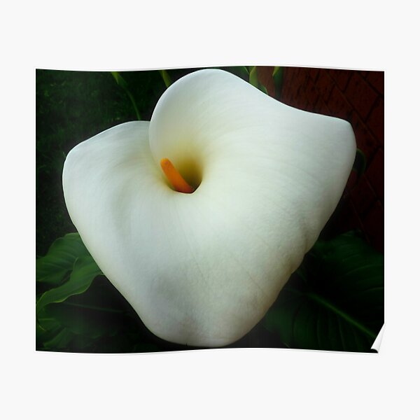 *White Arum Lilly* Poster