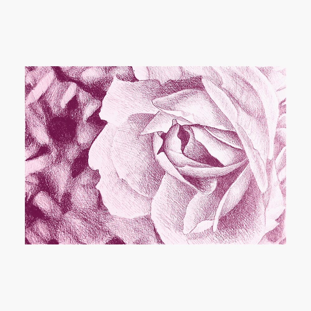 Fragrant Rose Colorful Drawing With Delicate Rose Petals Poster By Oanaunciuleanu Redbubble