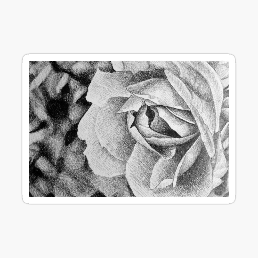 Fragrant Rose Drawing With Delicate Rose Petals Poster By Oanaunciuleanu Redbubble