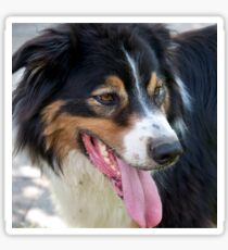 Border Collie Sticker