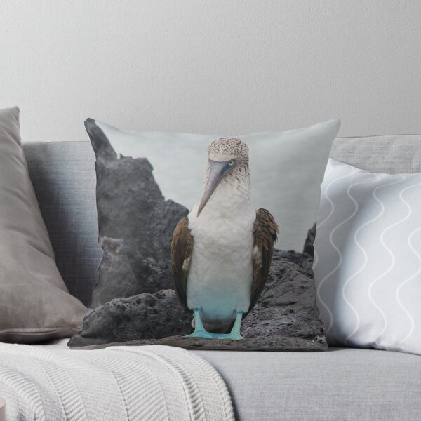 Item preview, Blue Footed Boobie 1 - Galapagos Islands 2014 designed and sold by David Galson.