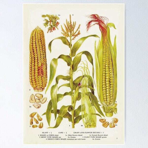 Item preview, Corn Life Cycle designed and sold by NatureLand.