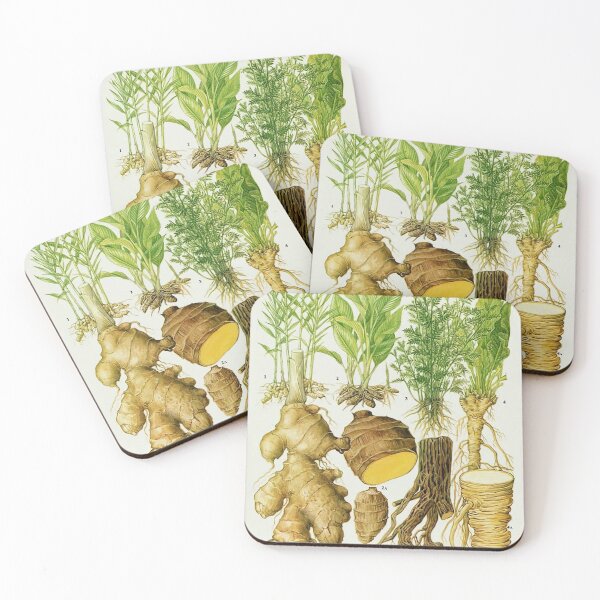 Item preview, Ginger Life Cycle designed and sold by NatureLand.
