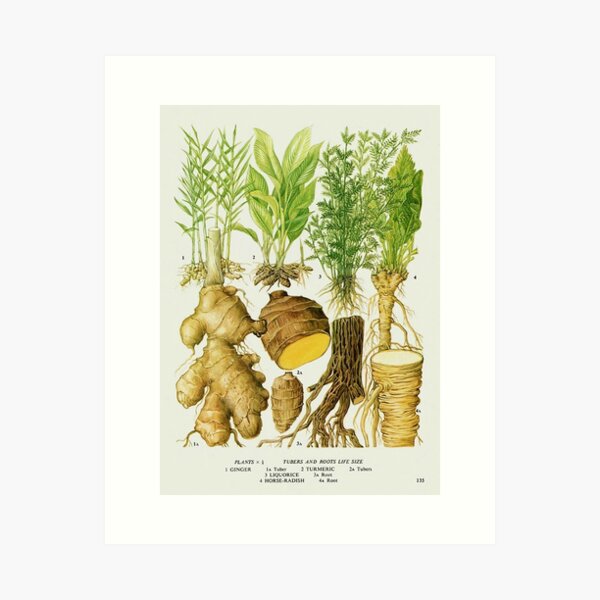 Item preview, Ginger Life Cycle designed and sold by NatureLand.