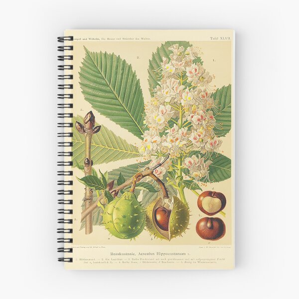 Item preview, Chestnut Life Cycle designed and sold by NatureLand.