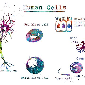 Egg cell / Ovum, Hataraku Saibou / Cells at Work!