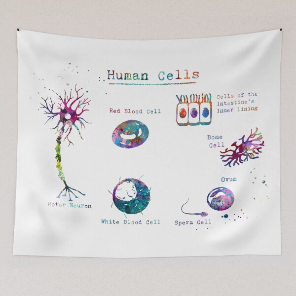 Item preview, Human Cell Types Anatomy designed and sold by EvasDreams.