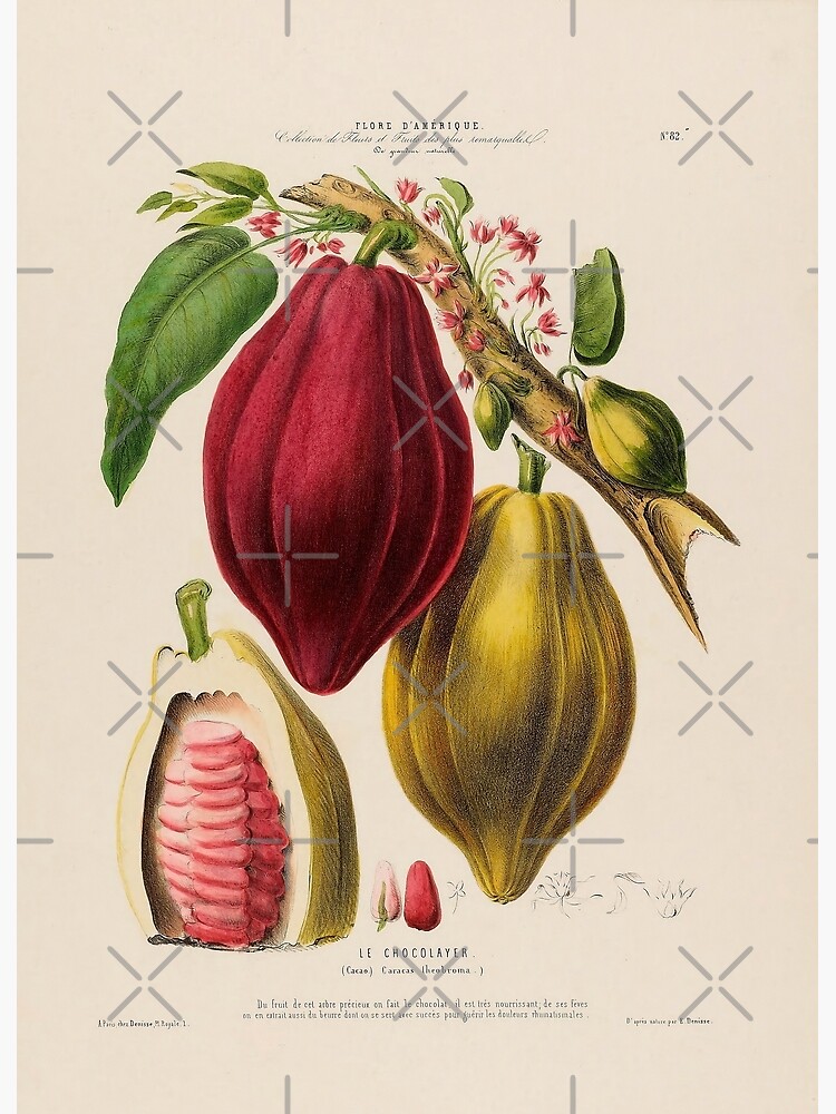 "Cocoa Beans Life Cycle" Poster by NatureLand Redbubble