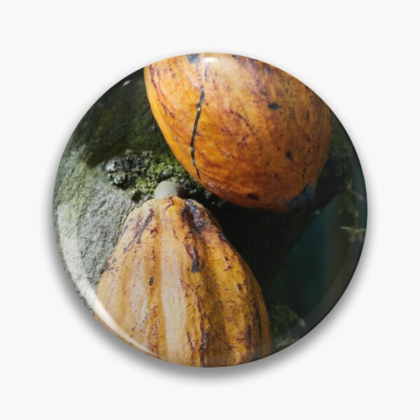Item preview, Brown gold in nuts. Cacao tree designed and sold by Jouko Lehto Photography.