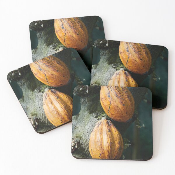 Item preview, Brown gold in nuts. Cacao tree designed and sold by Jouko Lehto Photography.