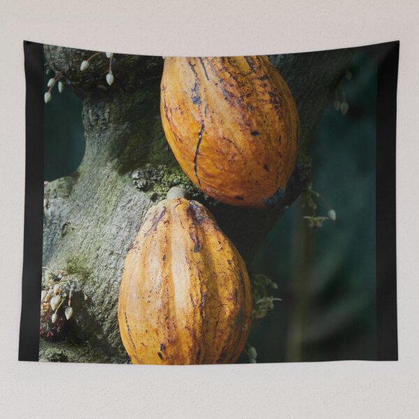 Item preview, Brown gold in nuts. Cacao tree designed and sold by Jouko Lehto Photography.