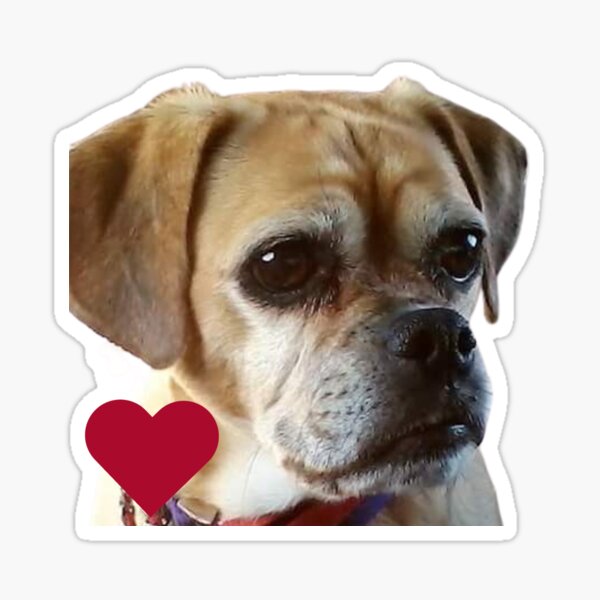 Izzy, the loveable puggle. Sticker