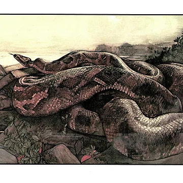 Artwork thumbnail, Big Python by Studio66Designs