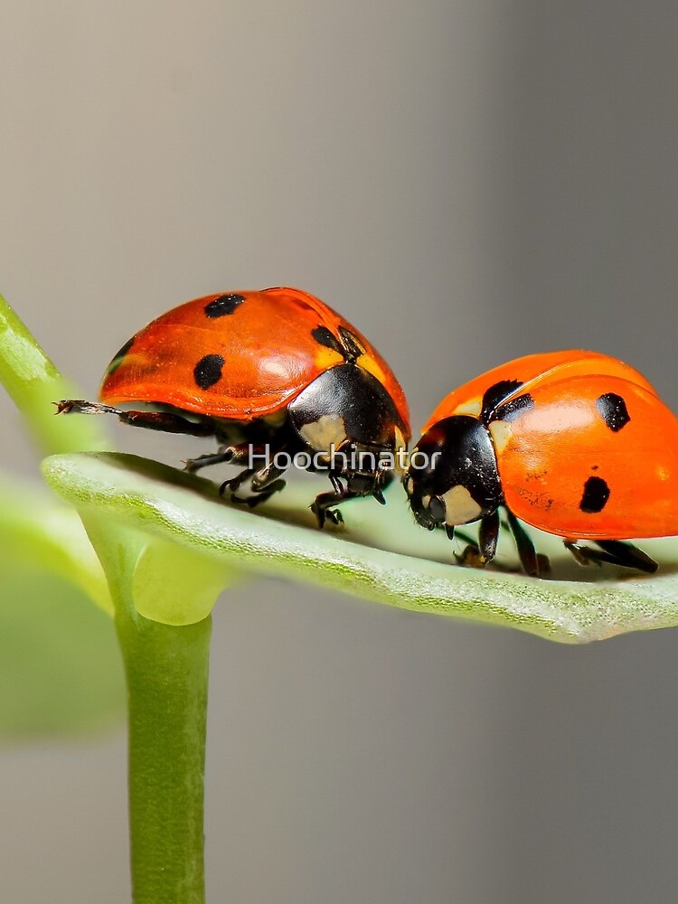 Ladybugs by Hoochinator