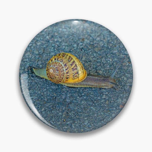 Item preview, Race Track Snail designed and sold by Dalyndigital Photography.