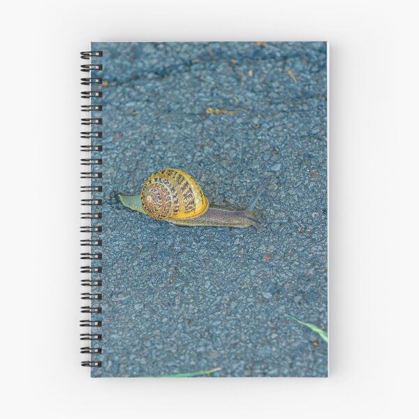 Item preview, Race Track Snail designed and sold by Dalyndigital Photography.