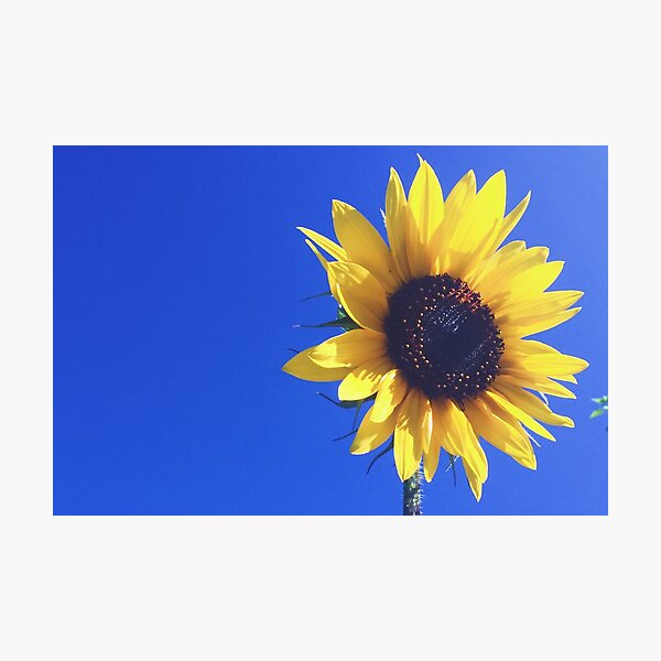 Spring Sunflower Photographic Print