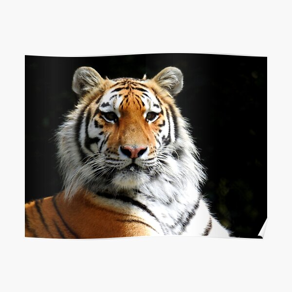 Siberian Tiger in the Sun Poster