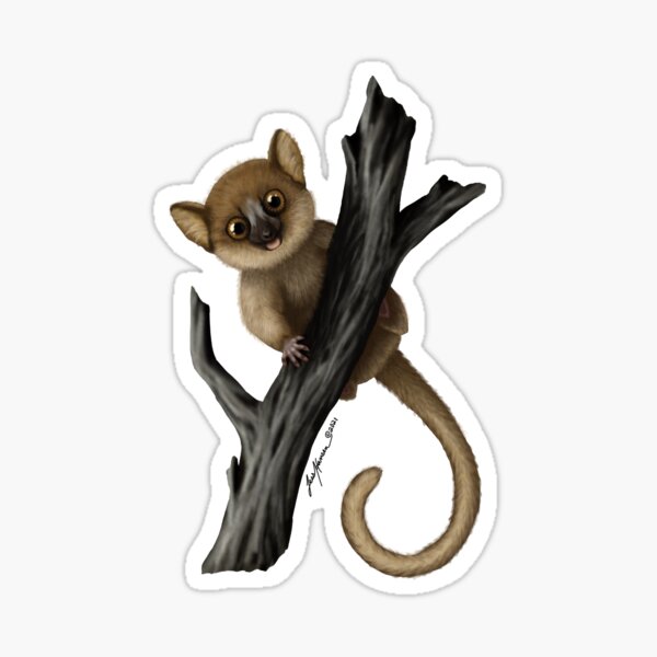 Berthe's Mouse Lemur Sticker