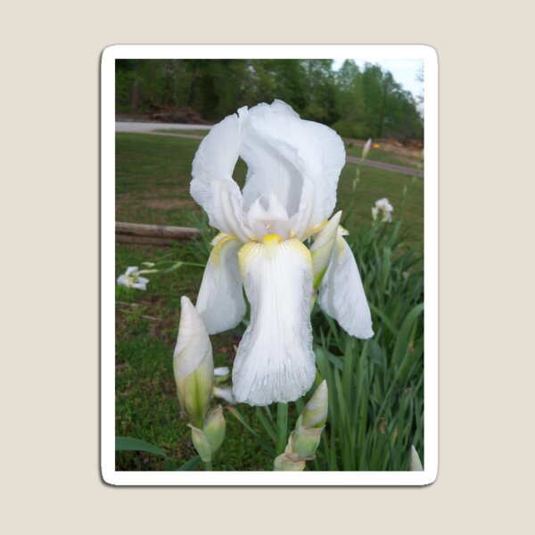 Item preview, White Iris designed and sold by Ann Allerup.