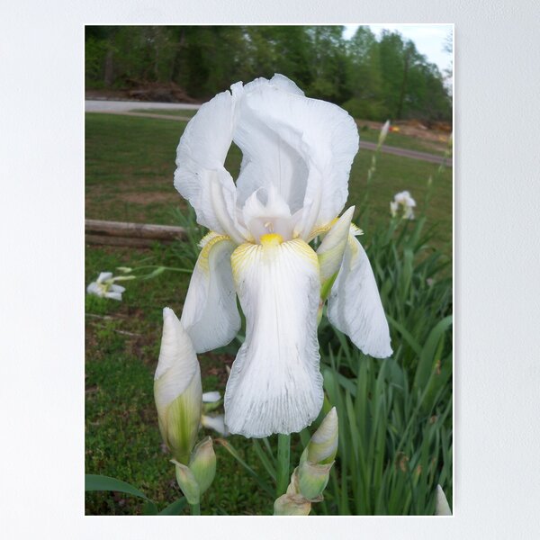 Item preview, White Iris designed and sold by Ann Allerup.