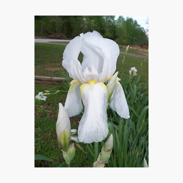 Item preview, White Iris designed and sold by Ann Allerup.