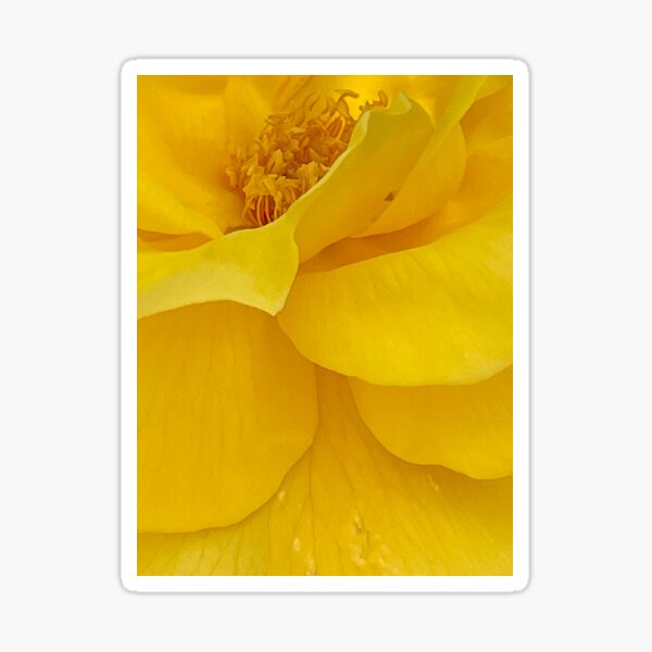 Yellow Flower Petals Sticker