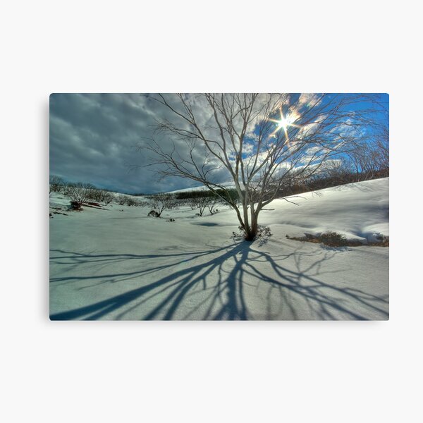 Burnt snowgums, Bogong High Plains Metal Print