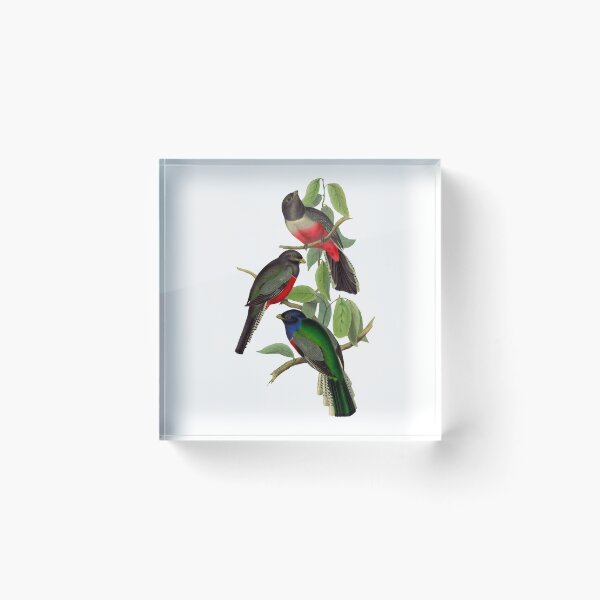 Item preview, Trogon Bird designed and sold by MicbellaArt.