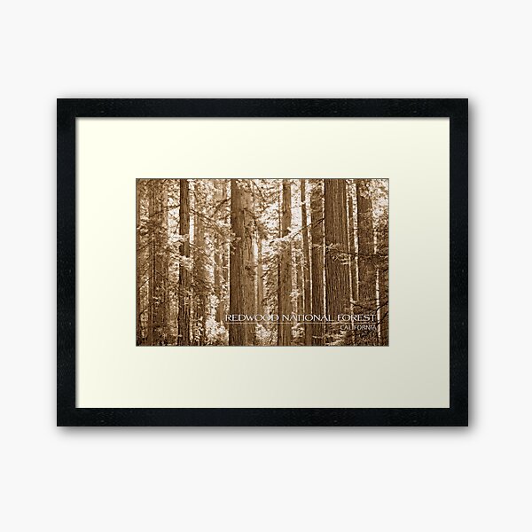Item preview, Redwood National Forest designed and sold by wallacegarrison.
