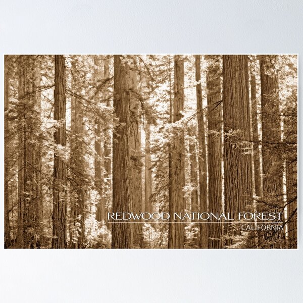 Item preview, Redwood National Forest designed and sold by wallacegarrison.