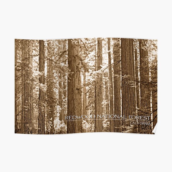 Redwood National Forest Poster