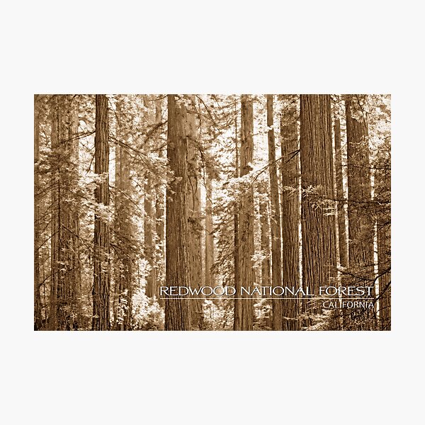 Item preview, Redwood National Forest designed and sold by wallacegarrison.