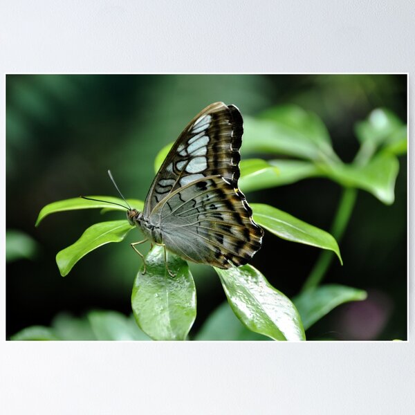 Item preview, Brown Clipper - Parthenos Sylvia designed and sold by Poete100.