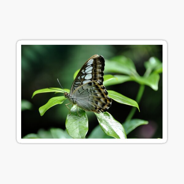 Item preview, Brown Clipper - Parthenos Sylvia designed and sold by Poete100.