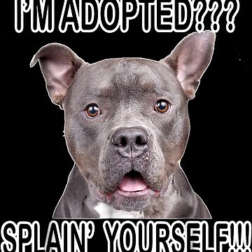 Cute Funny Pitbull Dog