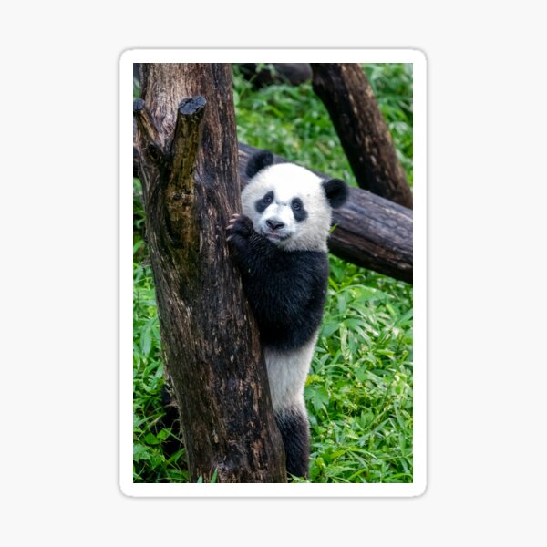 Item preview, Giant Panda Xiao Qi Ji at the National Zoo designed and sold by Zoo and Nature Photography by Karie.
