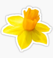 Daffodil: Stickers | Redbubble