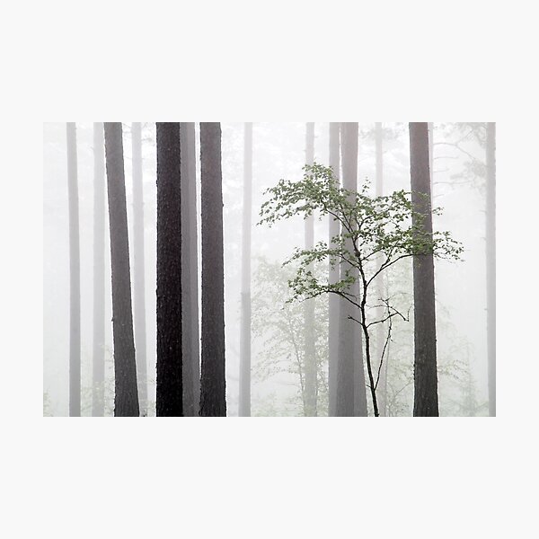 Item preview, 20.6.2015: Birch in the Pine Forest designed and sold by Petri Volanen.