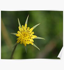 Goat's Beard Poster